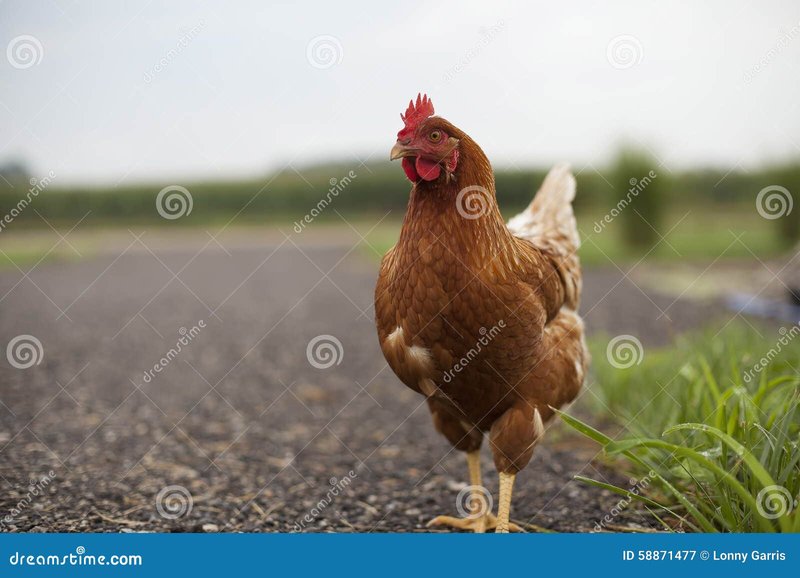Guide to chicken road
