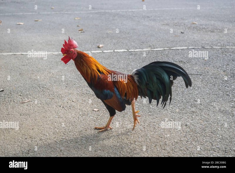 Spain - chicken road oficial Spain - chicken road oficial